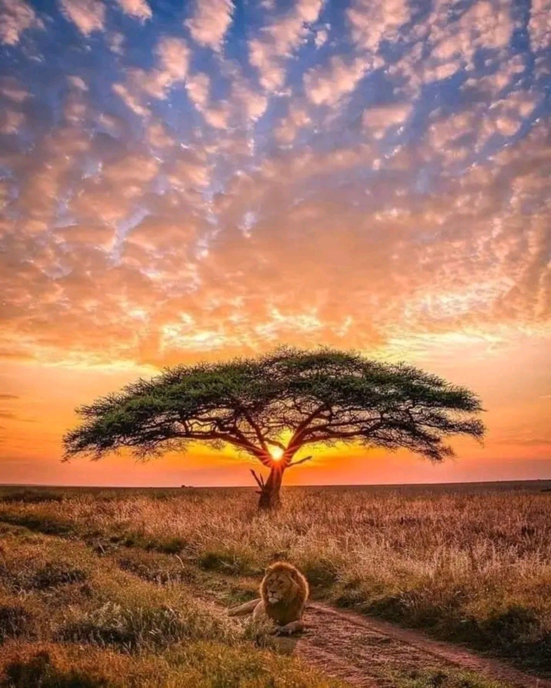 The lion